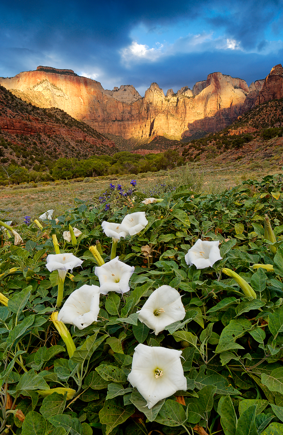 lodge at zion